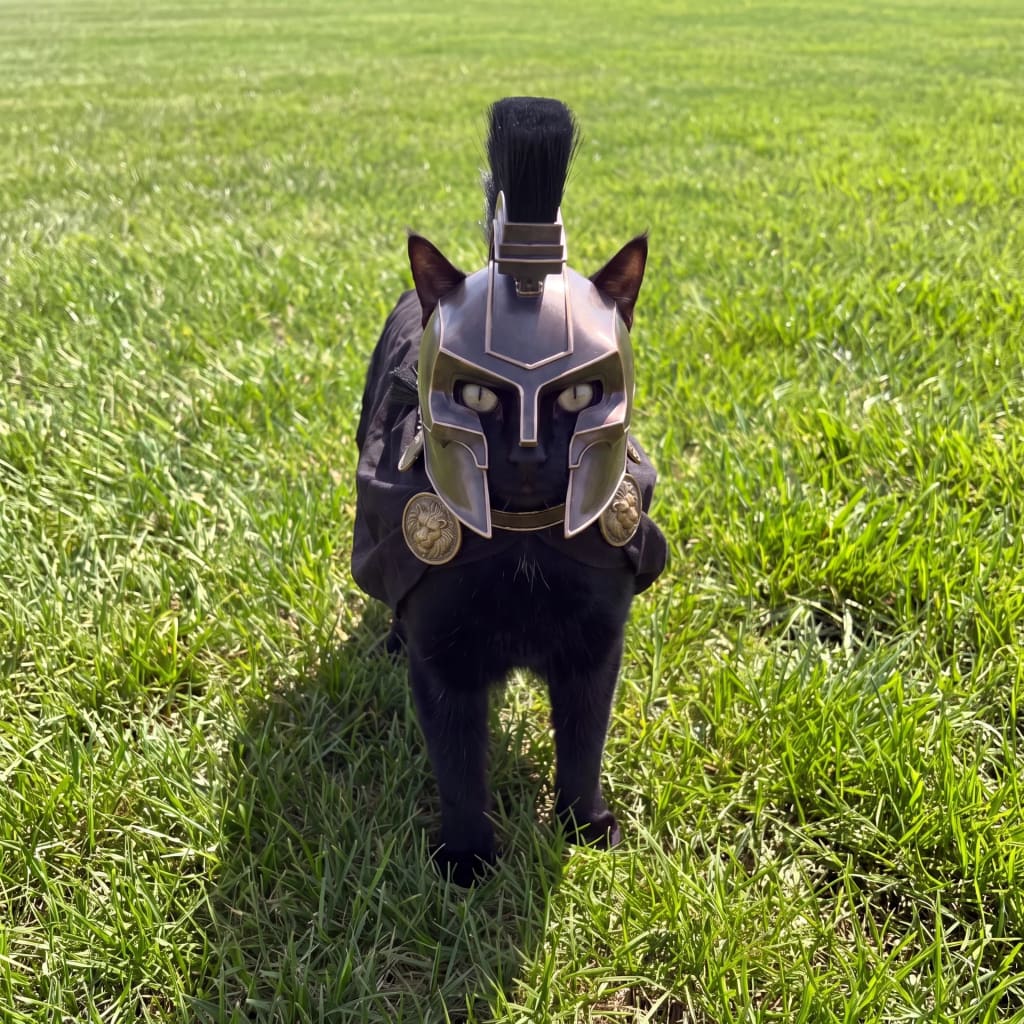 Agameownon — The Spartan Cat Helmet